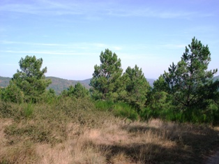 Dennen te Portes